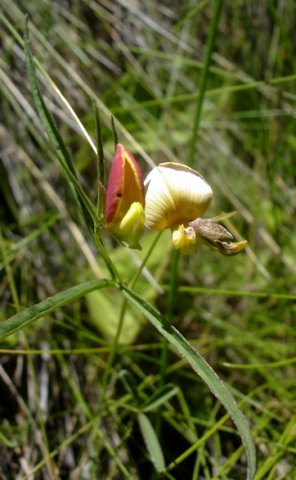 Argyrolobium tuberosum